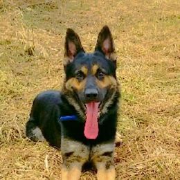 German Shepherds from Vom Lillibruke Strass German Shepherds