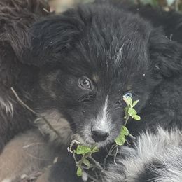 Boy 2 - Black tri-color Australian Shepherd puppy in Albertville, Alabama from Bunkhouse Aussies