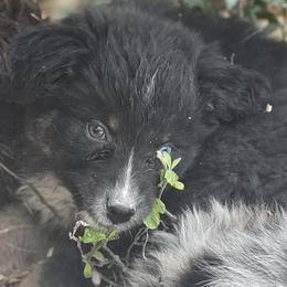 Boy 2 - Black tri-color Australian Shepherd puppy in Albertville, Alabama from Bunkhouse Aussies