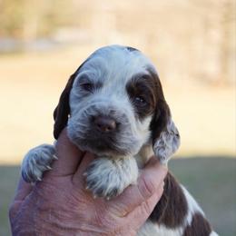 Spot - Liver white and roan male English Springer Spaniel puppy in Tabor City, North Carolina from Big Bay Kennels LLC