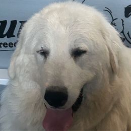 Suwannee - Great Pyrenees