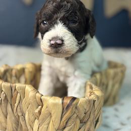 Black - Frozen - Parti female Goldendoodle puppy in Cleveland, Georgia from The O.G. Doodles