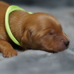 Green Girl - Dark golden female Golden Retriever puppy in Ozark, Alabama from Nomadic Reds Golden Retrievers