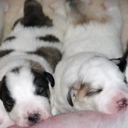 Pyrenean Mastiff Puppies from SaddleDog Farm