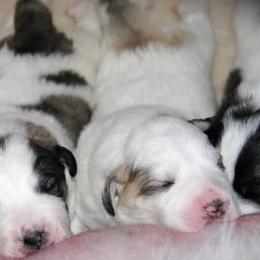 Pyrenean Mastiff Puppies from SaddleDog Farm
