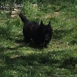 Lucy - Scottish Terrier