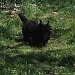 Lucy - Scottish Terrier