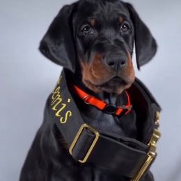 Doberman Pinscher Puppies from Valois Suprême Dobermanns
