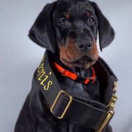 Doberman Pinscher Puppies from Valois Suprême Dobermanns