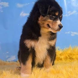 Dewey - Black tri-color male Australian Shepherd puppy in Waddell, Arizona from Winsome Aussies