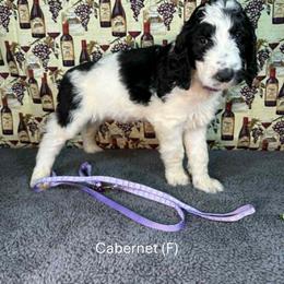 Cabernet - Parti female Goldendoodle puppy in Water Valley, Mississippi from Olympian Doodles
