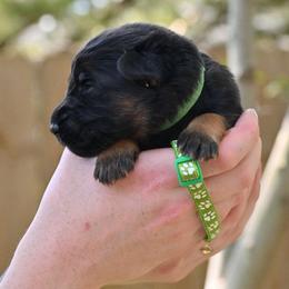 Abby Lou - Black and red female German Shepherd puppy in Canton, Texas from WILDWOOD GERMAN SHEPHERDS
