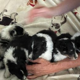 Shetland Sheepdog puppies from Pam's Shelties