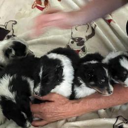 Shetland Sheepdog puppies from Pam's Shelties