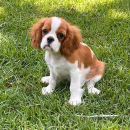 Cavalier King Charles Spaniel puppies from Sophie’s AKC Cavaliers