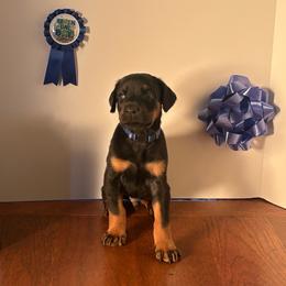 Diesel - Black and rust male Doberman Pinscher puppy in Aurora, Georgia from Davis Doberman Pinschers