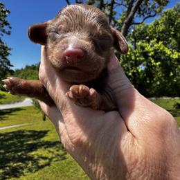 Boy 1 - Chocolate male Dachshund puppy in Bentonville, Arkansas from T & D Dachshunds by design