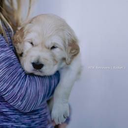 Boy (Reservation 5) - Golden male Golden Retriever puppy in Murfreesboro, Tennessee from ATW Retrievers