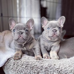 French Bulldog Puppies from MJ Frenchies