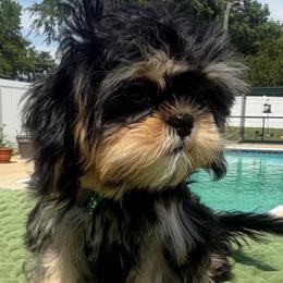 Manoli - Black and tan male Shih Tzu puppy in Burlington, North Carolina from Nancy’s Lil’Shih Tzus