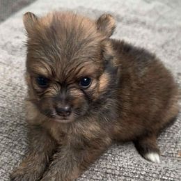 Dark sable girl - Chocolate sable female Pomeranian puppy in Newport News, Virginia from Itty bitty friends