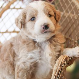 Ace - Yellow and white male Bernedoodle puppy in Crete, Nebraska from Doodles & Co