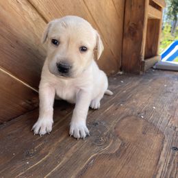 Girl 7 - female Labrador Retriever puppy in Goldendale, Washington from Mountain View Kennels
