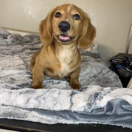 Dachshund Puppies from Monterey bay dachshund kennel