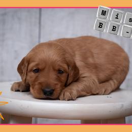 BB8 - Dark golden female Golden Retriever puppy in Driggs, Idaho from SK Golden Retrievers