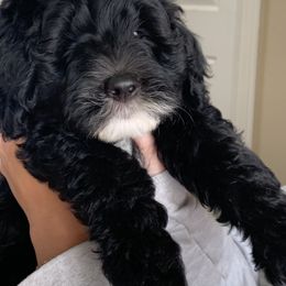 Sheepadoodle Puppies from Riley Grace Puppies