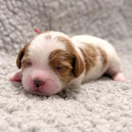 Poppy (Red) - Parti female Goldendoodle puppy in Twin Falls, Idaho from Magic Valley Family Doodles