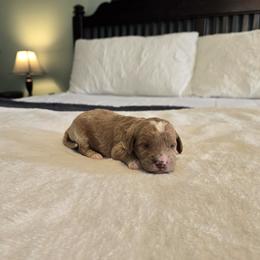 Hickory - Red  male Goldendoodle puppy in Floyd, Virginia from Hearts and Paws Poodles and Doodles