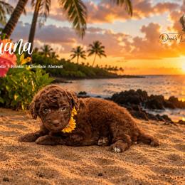 Luana - Red female Aussiedoodle puppy in Roebuck, South Carolina from Dani's Dandy Doodles