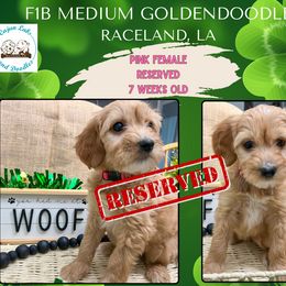 Dark Pink Girl - Apricot Goldendoodle puppy in Raceland, Louisiana from Cajun Doodles