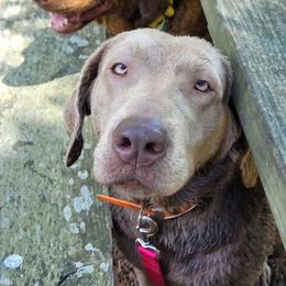 Sterling - Labrador Retriever