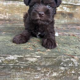 Chrissy - Liver female Miniature Schnauzer puppy in Clover, South Carolina from Bobo’s Babies Kennels