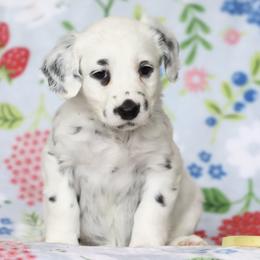 Yellow - White and black female Dalmatian puppy in Cottage Grove, Oregon from Hidden Hills Dalmatians