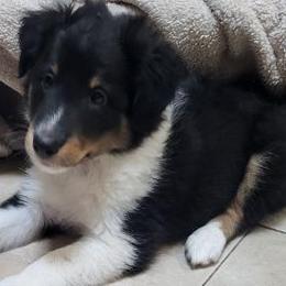 GRAY COLLAR - Black white and tan male Shetland Sheepdog puppy in Casselberry, Florida from Terri  Riley