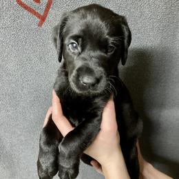 Drake - Black male Labrador Retriever puppy in Newaygo, Michigan from Royal Oak Gundogs