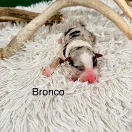 Bronco - Blue merle male Australian Shepherd puppy in Vernal, Utah from Dancing M Kennels