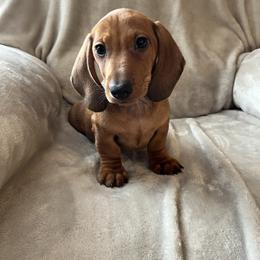 Charlie - Red male Dachshund puppy in Milroy, Pennsylvania from Not Your Average Weiner