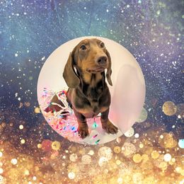 Oscar - Chocolate and cream male Dachshund puppy in Ravenna, Ohio from Valhallah Farms