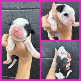 Dark pink - Mahogany and white female Saint Bernard puppy in Ladysmith, Wisconsin from Northwoods Saint Bernards