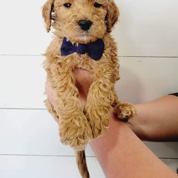 Goldendoodle Puppies from Life_on. Paws