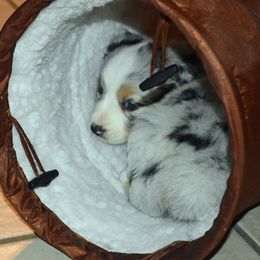 Miniature American Shepherd and Miniature Australian Shepherd Puppies from 74 Ranch Minis