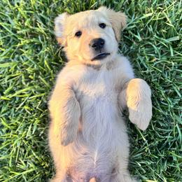 Golden Retriever Puppies from Golden M Family Farms