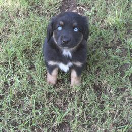 Australian Shepherd Puppies from Kamm's Aussies