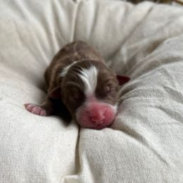 Blitzen - Red tri-color male Australian Shepherd puppy in Grants Pass, Oregon from Carmel Mountain Aussies