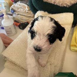 Luke - Black and white male Havanese puppy in Athens, Alabama from Sunsation Havanese
