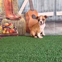 Boy 3 - Fawn male Boston Terrier puppy in Olanta, South Carolina from Julie's IHeart Boston Terrier's
